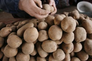 L'origine de la pomme de terre, l'une des cultures agricoles les plus importantes au monde, intrigue depuis longtemps les scientifiques. (archives) KEYSTONE/AP/JOHN MCCONNICO